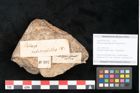 Foto (Objekt + Etikett) von Palissya podocarpoides Ettingshausen (NHMW-GEO-2024-0188-10307)